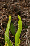 Green pitcherplant